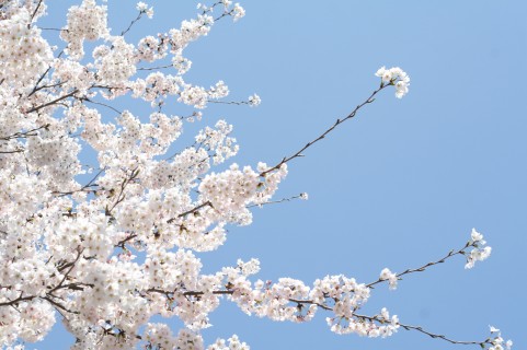 満開の桜